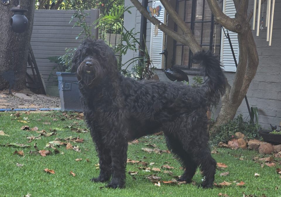 Meet Nina – A Gentle Soul Looking for Her Forever Home