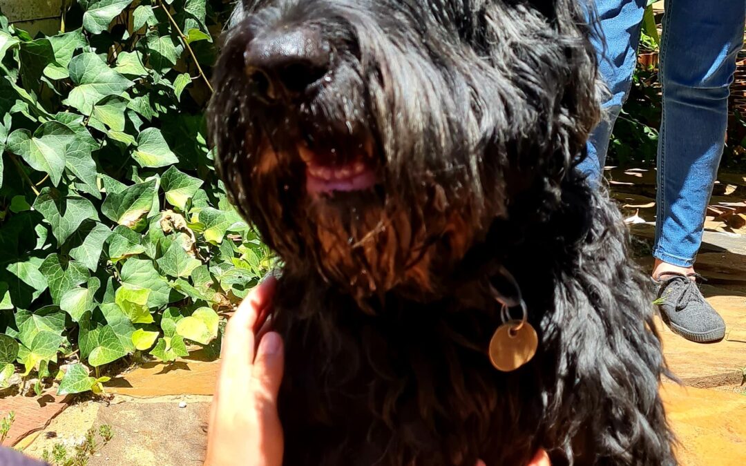 Putin is a beautiful 10-year-old black Russian dog looking for his forever home.