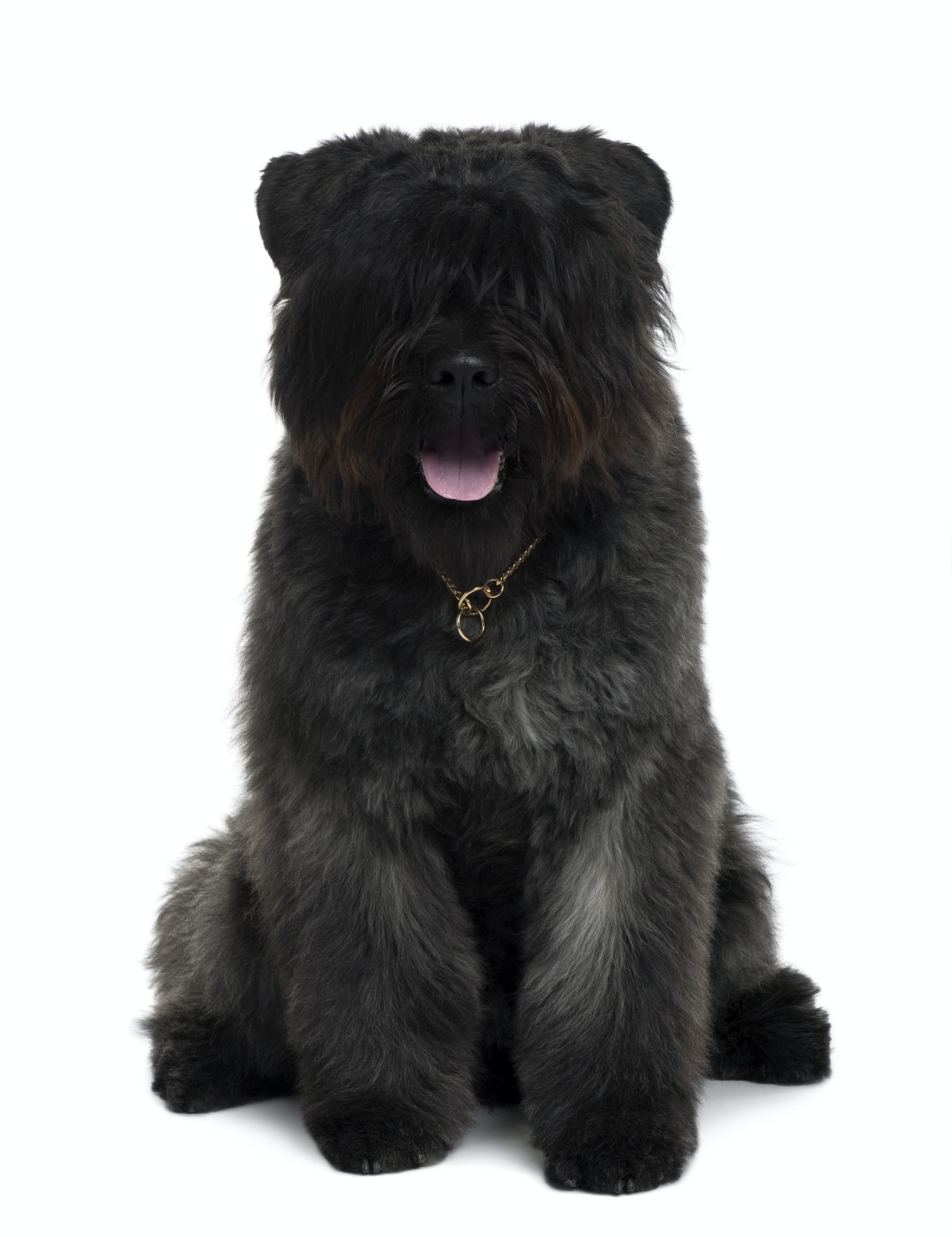 Bouvier des Flandres dog sitting in front of white background